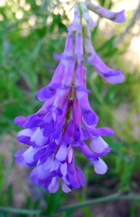 hairy vetch vicia villosa aka purple vetch huntsville tx… flickr