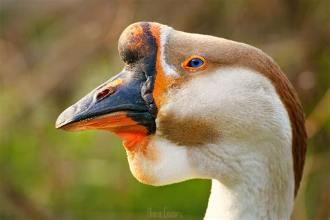 Swan goose - Wildlife Archives | Wildlife Archives