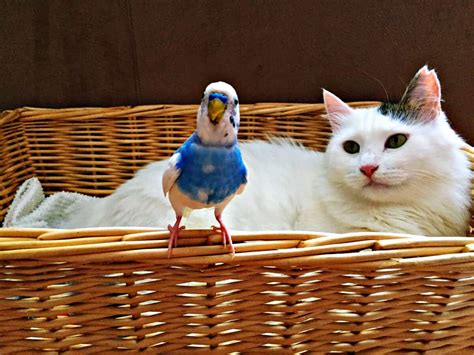 Raising Cats And Birds In The Same House Guidance And Tips Thecatsite