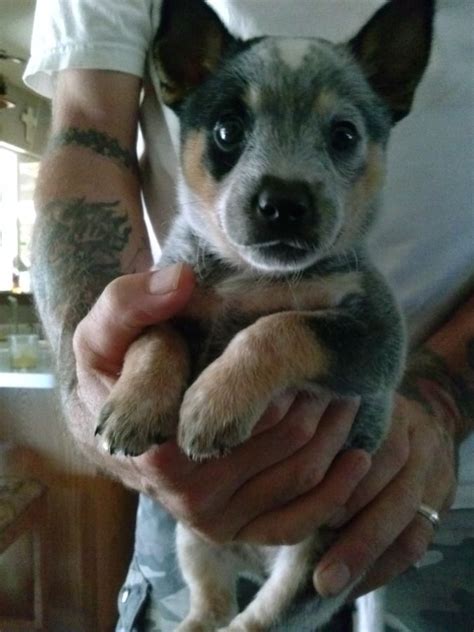 The Most Adorable Blue Heeler Puppy Ever Cutest Paw Cute Dogs And