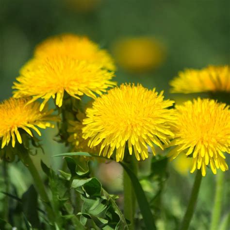 Little Wild Flower Dandelion Yustisias Blog