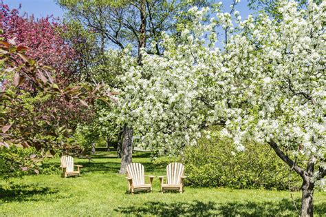 Their fruit production is typically small, but they take up far less room in the backyard than larger cultivars. 24 Delicious Backyard Fruit Tree Ideas