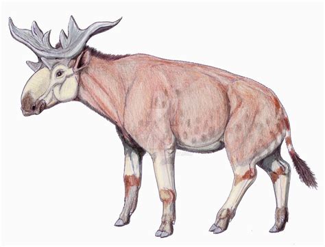Sivatherium Was A Moose Like Relative Of The Giraffe And Okapi That