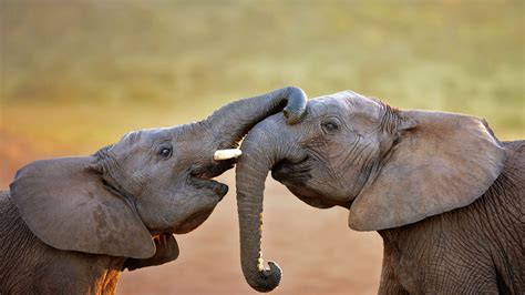 Addo Elephants Bing Wallpaper Download