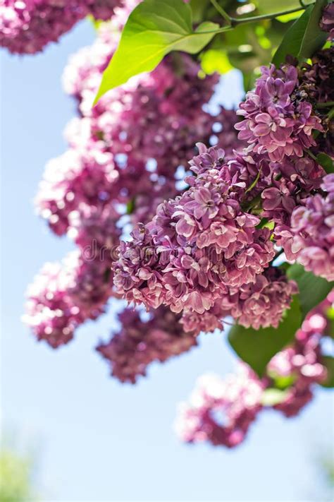 Spring Branch Of Blossoming Lilac Stock Image Image Of Branch Flower