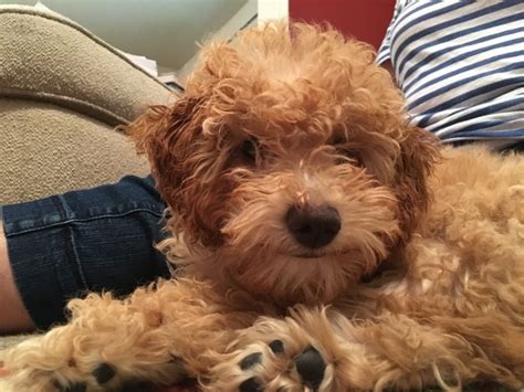 Her parents are bonnie louise, with an elbow score of 0 our miniature goldendoodle doos has given birth to a litter of 3 puppies on christmas day. Using Positive Reinforcement to Train a Puppy Golden ...