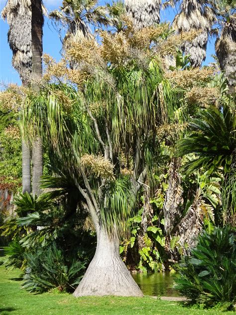 Unusual Tree — Bbc Gardeners World Magazine
