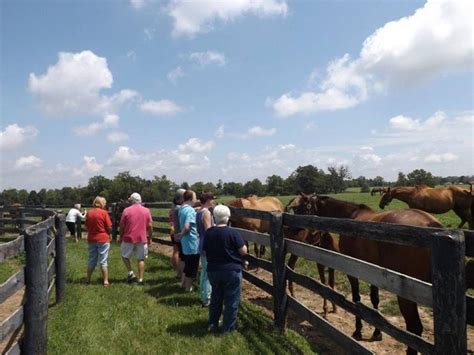 6 Enchanting Horse Farm Tours In Kentucky