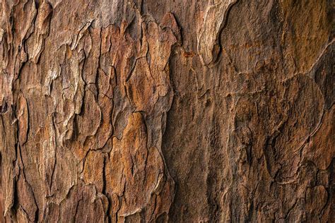 Texture Brown Tree Bark In Closeup Photography Bark Image Free Photo