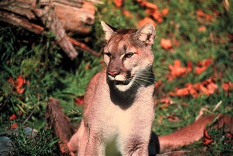 Oregon Proposes Expanding Its Cougar Hunts