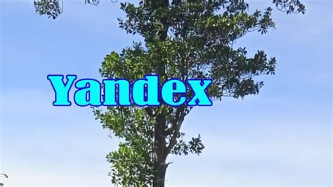 Yandex Rusia Heboh Apa Itu Yandex Blue Dan Arti Yandex Dalam Bahasa Gaul Tribunpekanbaru