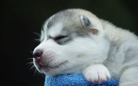 Sable Siberian Husky Puppy Dog Animals Puppies Baby Hd Wallpaper