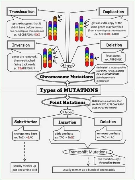 Ariana santiago dna mutation simulation : Dna Mutations Activity Worksheet Answers - worksheet