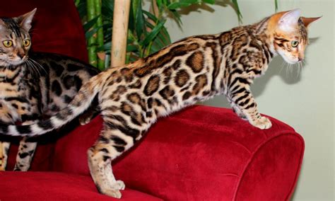 Bengal Cat Personality Five Things You Need To Know