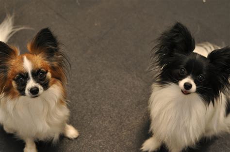 Papillon is a 2017 biographical drama film directed by michael noer. Papillon Dog Breed Information and Pictures - All About Dogs