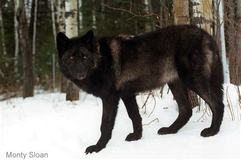 The Wolf In Alaska Wolf Song Of Alaska