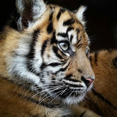 💛💛hi My Lovers Tag Your Friends Who Love Tigers Follow Us Lovers