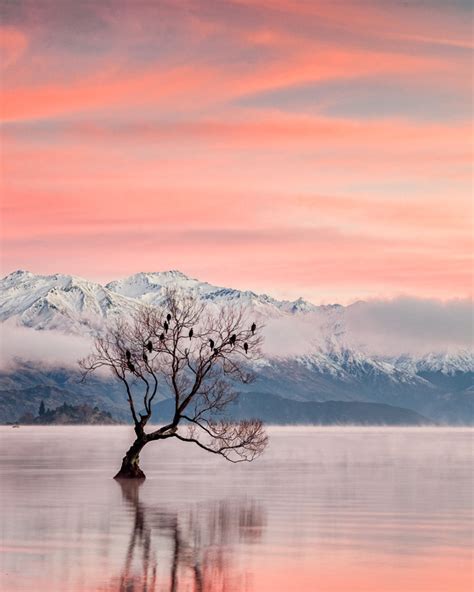 Instagram Spots In New Zealands South Island That Wanaka Tree The