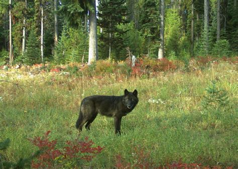 Oregons Wolf Population Grows To 22 Packs 158 Animals Center For