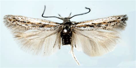 scrobipalpula psilella insecta lepidoptera gelechiidae