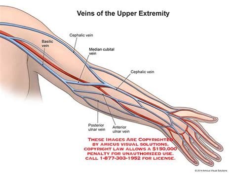 Veins Of The Upper Extremity