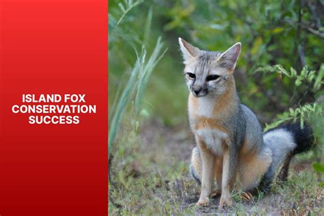 Island Fox Conservation A Model Of Success For Protecting Endangered