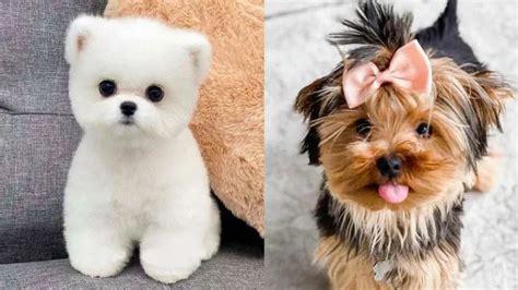 Dog Breeds That Look Like Puppies Their Whole Life Dog Bread
