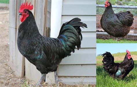 5 best black chicken breeds with pictures