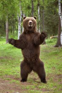 Brown Bear Standing On Hind Legs Photograph By Charles Vandergaw Fine