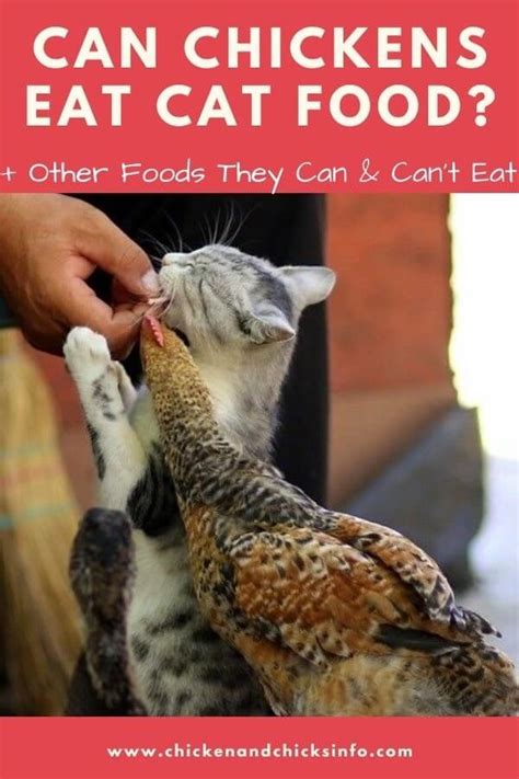 Also stay away from artificial sweeteners such as xylitol. Can Chickens Eat Cat Food? (A High Protein Food) - Chicken ...