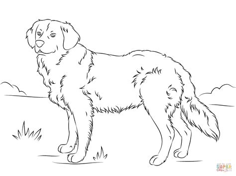 Black Lab Coloring Pages At Free Printable Colorings