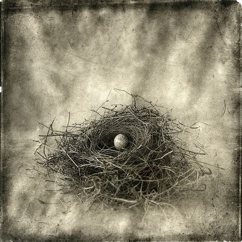 Pin On Nest