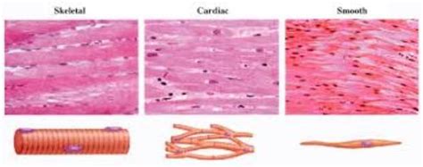 The muscle fibres of vertebrates are of three different types (i) striated (ii). 10 Facts about Cardiac Muscle | Fact File