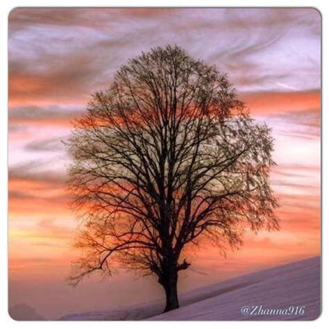Pin By Zhanna On Tree Photo Celestial Sunset