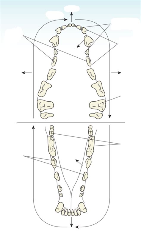 Teeth Surfaces Diagram Quizlet