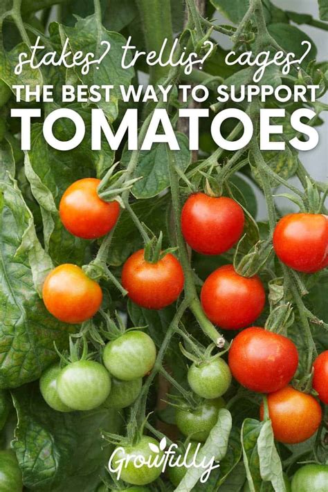 Tomato Stakes And Cages 4 Options For Healthy Tomatoes Growfully