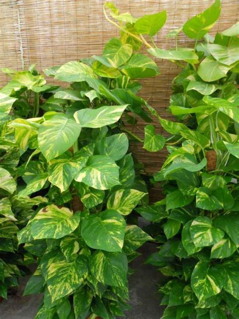 En el año 2000 la producción en manufacturera era de us$29,240 millones, en 2010 alcanzó aproximadamente us$80,000 millones. Epipremnum pinnatum 'Aureum' | Indoor plants, Plants ...