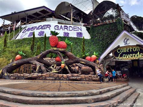 The cameron highlands is one of malaysia's most extensive hill stations. Cameron Lavender Garden, Cameron Highlands | KL Sentral