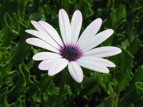 Get free shipping on qualified artificial flowers or buy online pick up in store today in the home decor department. Cape Daisy Flowers, White Small Flower in Bloom, Green ...