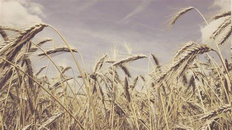 Vintage Wheat Wallpapers Hd Desktop And Mobile Backgrounds
