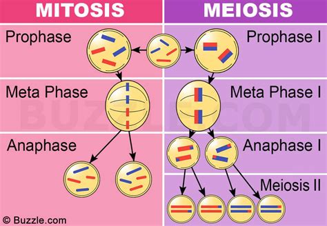 Ilustración De División Celular De Mitosis Y Meiosis Y Más Vectores