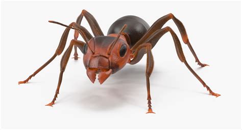 3d rigged ant model