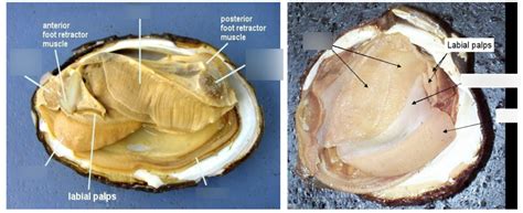 Clam Dissection Internal Diagram Quizlet