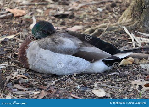 A Lonely Male Duck Prepare To Sleep Stock Photo Image Of Looking