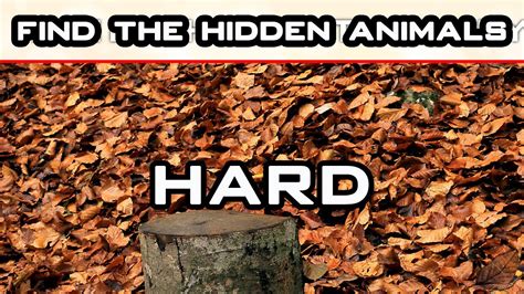 Find The Hidden Animals Can You Spot Hidden Animals Can You Find