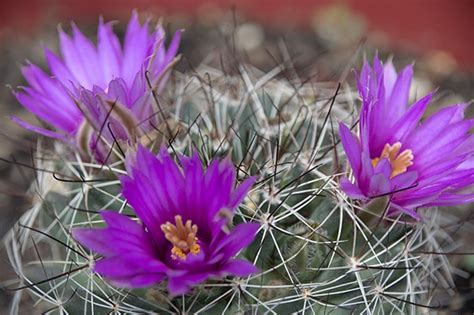 Daily Postcard Small Barrel Cactus Spotted Blooming