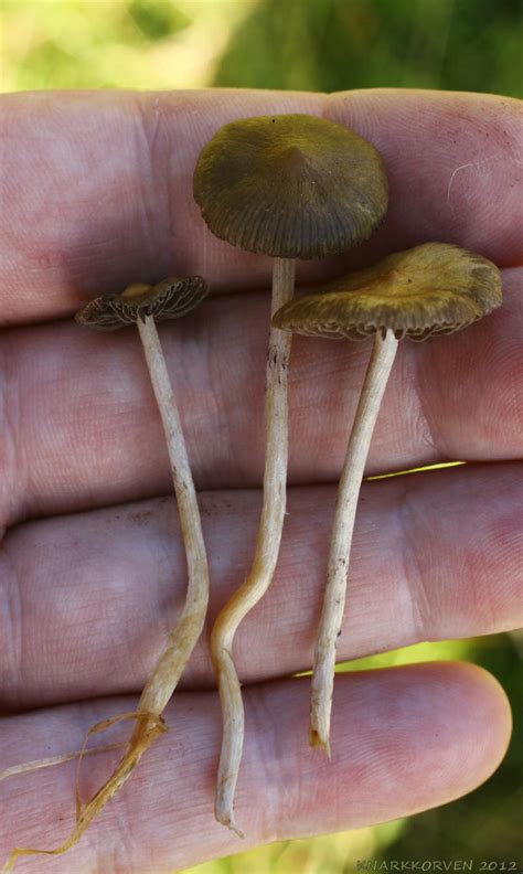 Why Everything You Know About Psilocybin Spores Is A Lie Quick Books