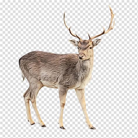 Reindeer Red Deer Whitetailed Deer Elk Roe Deer Moose Barasingha