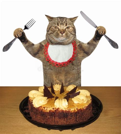 Cat Ate Chocolate Cake Cat Meme Stock Pictures And Photos