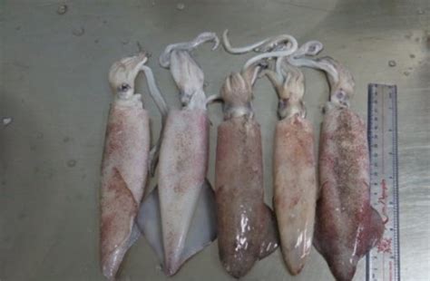 Loligo Squid Skin On Việt Nam Seafood